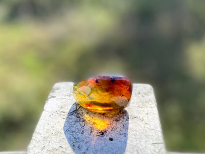Polished Honey Amber (full of Bugs)