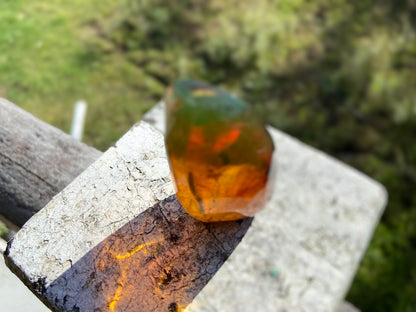 Polished Honey Amber (full of Bugs)