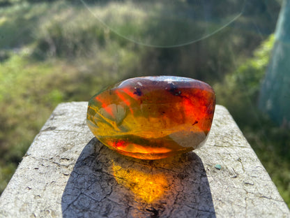 Polished Honey Amber (full of Bugs)