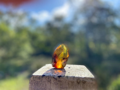Polished Honey Amber (full of Bugs)