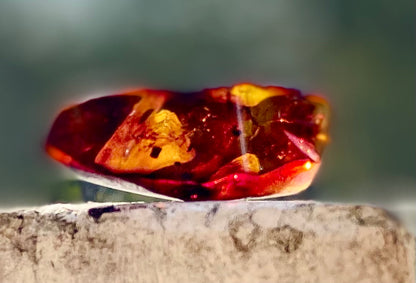 Rare Red Fire Amber: Baltic Sea Fossil with Organic Inclusions