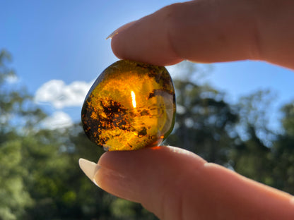 Polished Honey Amber (full of bugs)