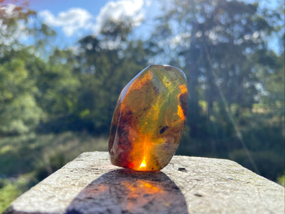 Polished Honey Amber (full of Bugs)