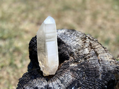 Shamanic Phantom Dream Lemurian Quartz with Pleiadian Starbrary