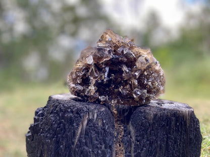 Natural Citrine Lemurian Seed Cluster
