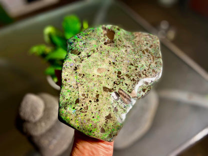 Stunning Gigantic Australian Andamooka Treated Opal Slab