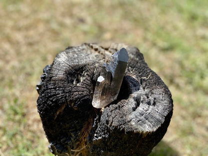 Smokey Quartz Ascending Cathedral Lemurian Seed Point