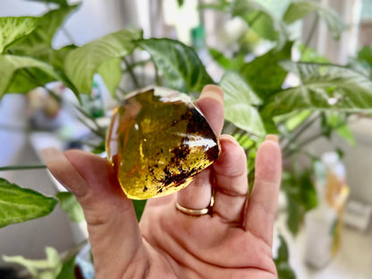 Polished Honey Amber (full of bugs) UV Sensitive