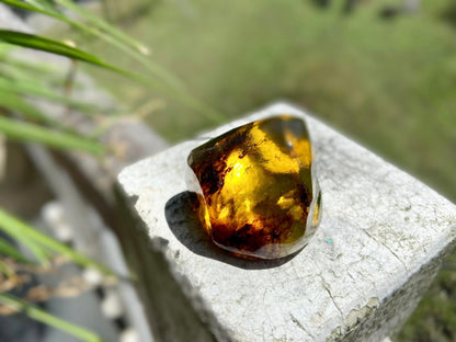 Polished Honey Amber (full of bugs) UV Sensitive