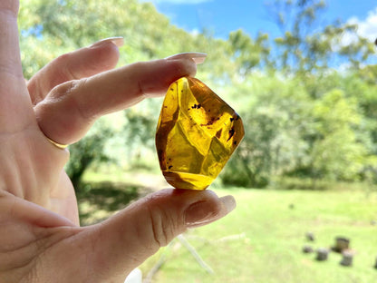 Polished Honey Amber (full of bugs) UV Sensitive