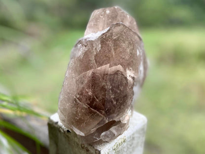 Smokey Citrine Lemurian Seed Quartz Standing Phantom Dolphin Cluster
