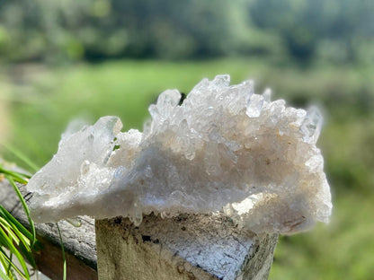 Lemurian Seed Mini Point Cluster AAA+ Grade