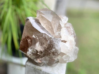 Smokey Citrine Lemurian Seed Quartz Standing Phantom Dolphin Cluster