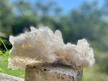 Lemurian Seed Mini Point Cluster AAA+ Grade