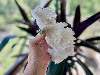 Lemurian Seed Mini Point Cluster AAA+ Grade