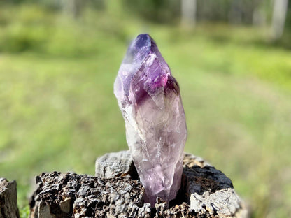 Dragon Tooth Amethyst and Ametrine Quartz Phantom Natural Point