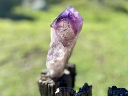 Dragon Tooth Amethyst with Smoky Quartz Phantom Natural Point