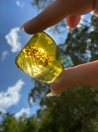 Polished Honey Amber (full of Bugs)