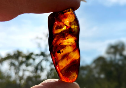 Rare Red Fire Amber: Baltic Sea Fossil with Organic Inclusions