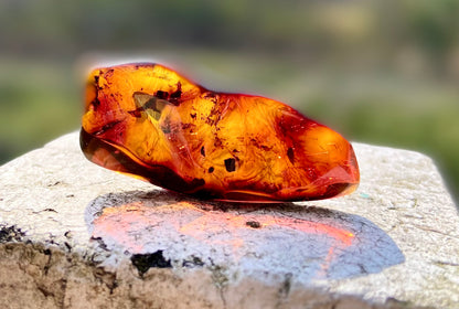 Rare Red Fire Amber: Baltic Sea Fossil with Organic Inclusions