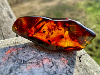 Rare Red Fire Amber: Baltic Sea Fossil with Organic Inclusions