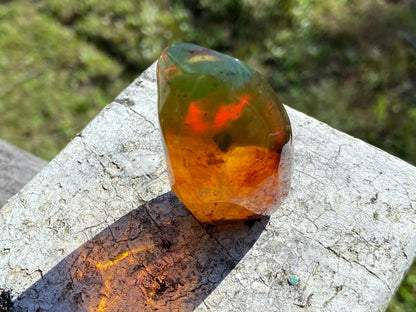 Polished Honey Amber (full of Bugs)
