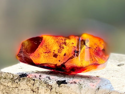 Rare Red Fire Amber: Baltic Sea Fossil with Organic Inclusions