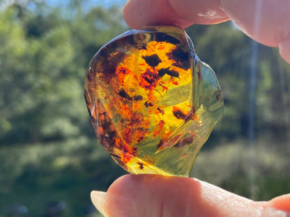 Polished Honey Amber (full of Bugs)