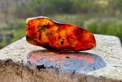 Rare Red Fire Amber: Baltic Sea Fossil with Organic Inclusions