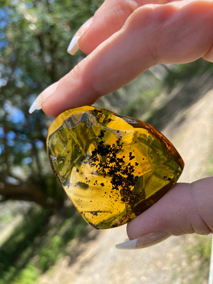 Polished Honey Amber (full of Bugs)