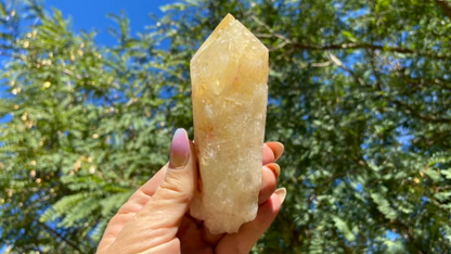 Dragon Tooth Citrine Quartz Natural Point