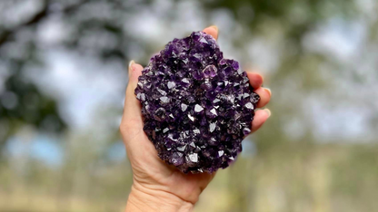 Amethyst Pineapple Cluster X Grade