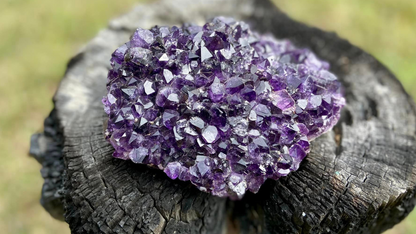 Amethyst Pineapple Cluster X Grade