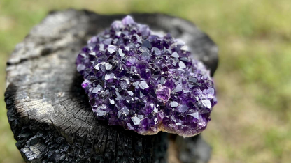 Amethyst Pineapple Cluster X Grade
