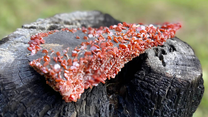 Vanadinite Cluster Museum Quality