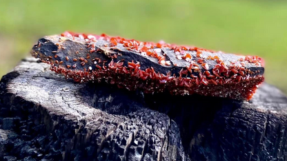 Vanadinite Cluster Museum Quality