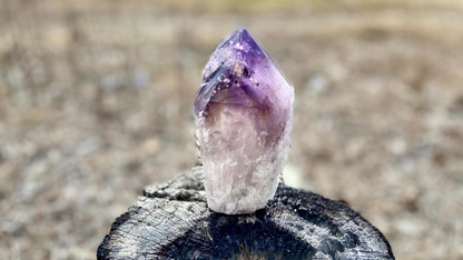 Dragon Tooth Amethyst Quartz with Smoky Quartz Phantom Standing Natural Point