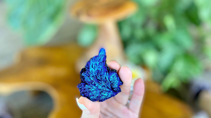 Black Kyanite with Aqua Angel Aura Wing