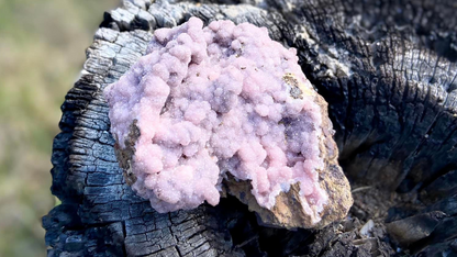 Rhodochrosite Cluster on Matrix | Wessels Mine, South Africa | Rare Pastel Pink | AAA Grade | 143 g