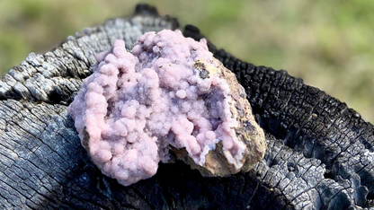 Rhodochrosite Cluster on Matrix | Wessels Mine, South Africa | Rare Pastel Pink | AAA Grade | 143 g