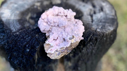 Rhodochrosite Cluster on Matrix | Wessels Mine, South Africa | Rare Pastel Pink | AAA Grade | 143 g