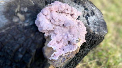 Rhodochrosite Cluster on Matrix | Wessels Mine, South Africa | Rare Pastel Pink | AAA Grade | 143 g