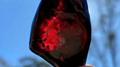 Baltic Red Fire Amber with Bugs