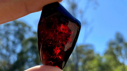 Baltic Red Fire Amber with Bugs