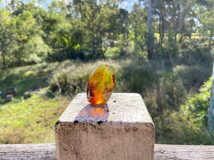 Polished Honey Amber (full of Bugs)