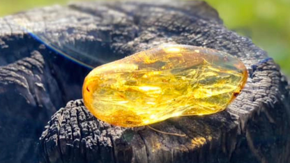 Polished Honey Amber (with bugs) UV Sensitive
