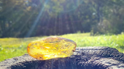 Polished Honey Amber (with bugs) UV Sensitive