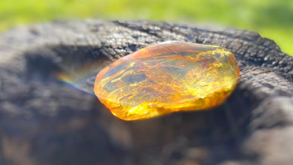 Polished Honey Amber (with bugs) UV Sensitive