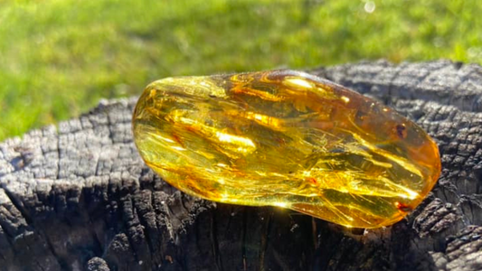 Polished Honey Amber (with bugs) UV Sensitive