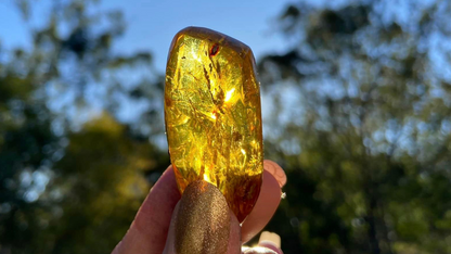 Polished Honey Amber (with bugs) UV Sensitive